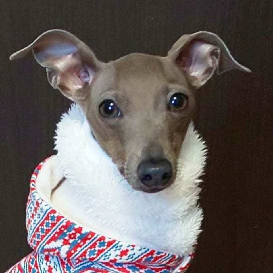 姫のカバー写真