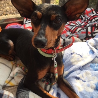 デカすぎるミニピン「ドン」ちゃん