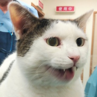 元飼い猫　7.6キロの懐っこい雄猫、ぴーちゃん