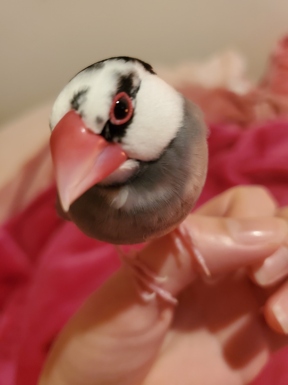 文鳥 大阪府 鳥の里親募集 ペットのおうち 月間利用者150万人