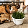 の写真