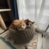 の写真