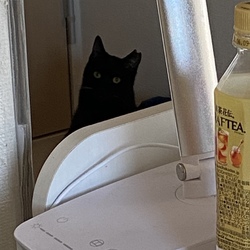 先月22日からトライアル。メス猫とオス猫の違い？