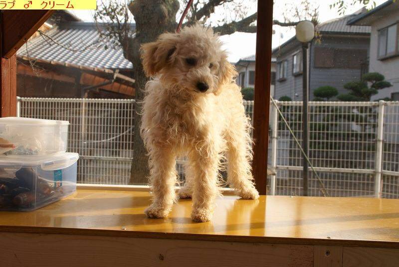 トイプードルミックス 生 香川県 犬の里親募集 ペットのおうち 月間利用者150万人