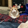茶々くん、必殺の香箱座りw
