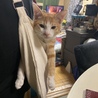 カバンにすっぽり茶々くんw