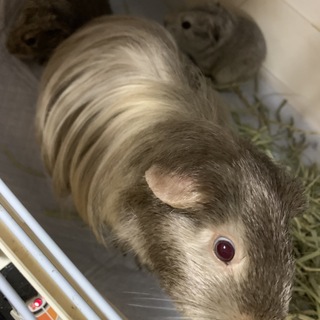 クレステッドモルモット　