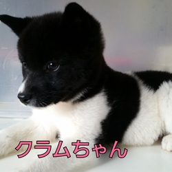 縁の会　犬猫譲渡会 サムネイル2