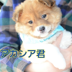 縁の会　犬猫譲渡会 サムネイル3