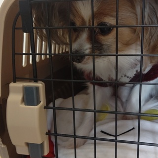 【募集終了】パピヨン、6歳メス