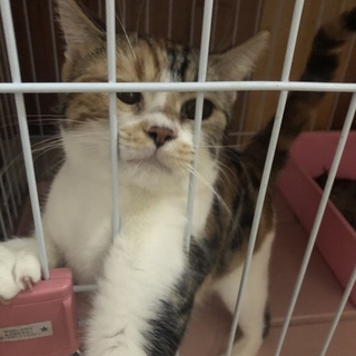 スコティッシュホールド