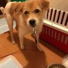 まだちょっと人が怖いけど頑張ってます。可愛いテリア サムネイル7