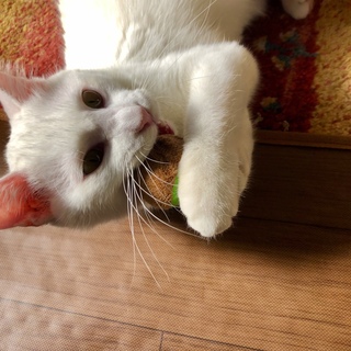 猫・人 大好き 穏やかで抜群な性格 コウくん