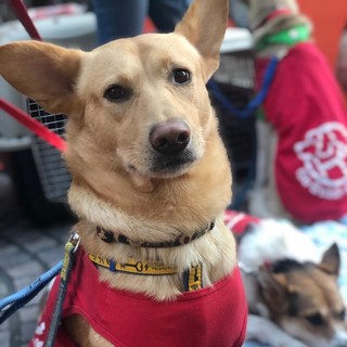 新しい家族ができました！（チャーリー）