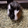 モルモット里親募集です！ サムネイル5