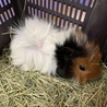 モルモット里親募集です！ サムネイル6