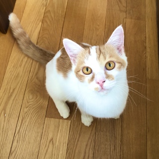 猫・人 大好き スリゴロやんちゃなガクくん