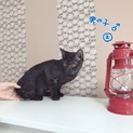 甘えんぼの仔猫