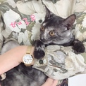 甘えんぼの子猫　女の子
