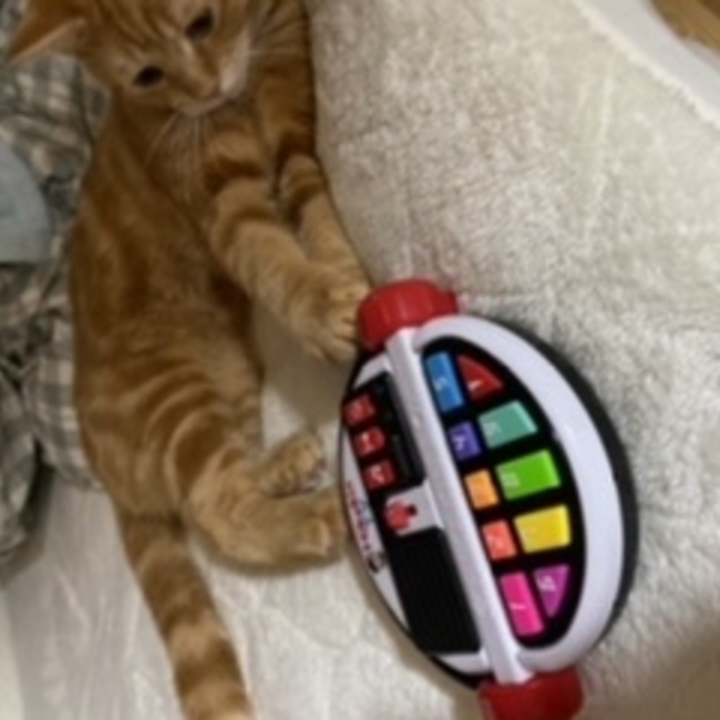 ちせにゃんのカバー写真