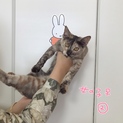 甘えんぼの子猫　女の子