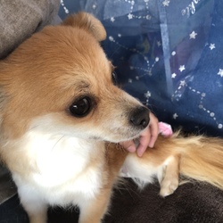 里親になった日