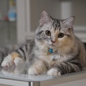 大人しい美人猫です