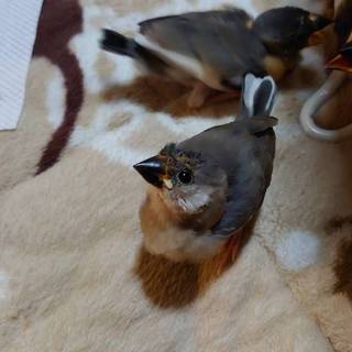 生後2ヶ月の桜文鳥幼雛(オス)一時中止