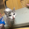 【急募】白グレーぶちの子猫を保護しました