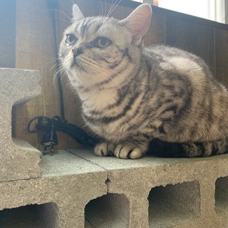 ずっとのおうちを募集中