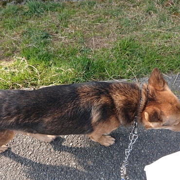 ちゃんとピッタリ横について歩いてくれます。