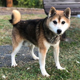 ムダ吠えもせず温厚・穏やかな小ぶりの柴犬