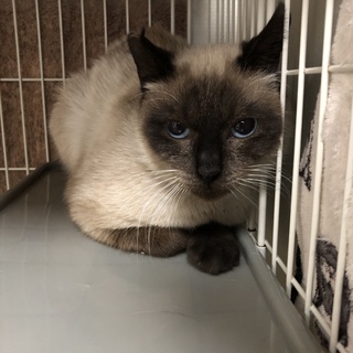 シャムMIXのかわいい女の子です♫