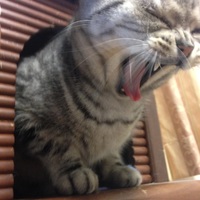 マロン