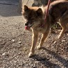 里親さん募集！川上犬メス10才です サムネイル2