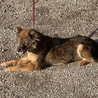 里親さん募集！川上犬メス10才です サムネイル3