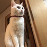 の写真