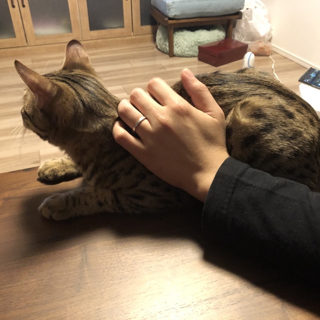 座敷お菓子のカバー写真