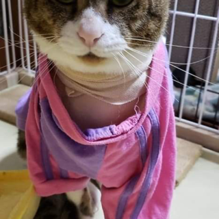 トライアル中★苦難を乗り越え、ついに里親募集！