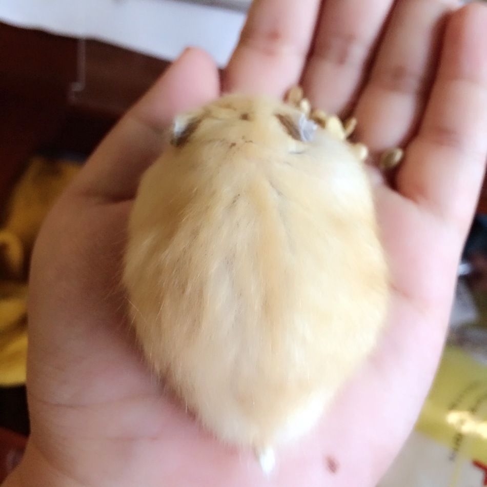 コウちゃんのカバー写真