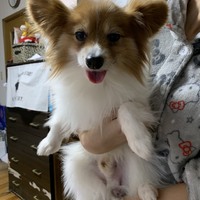 ココア