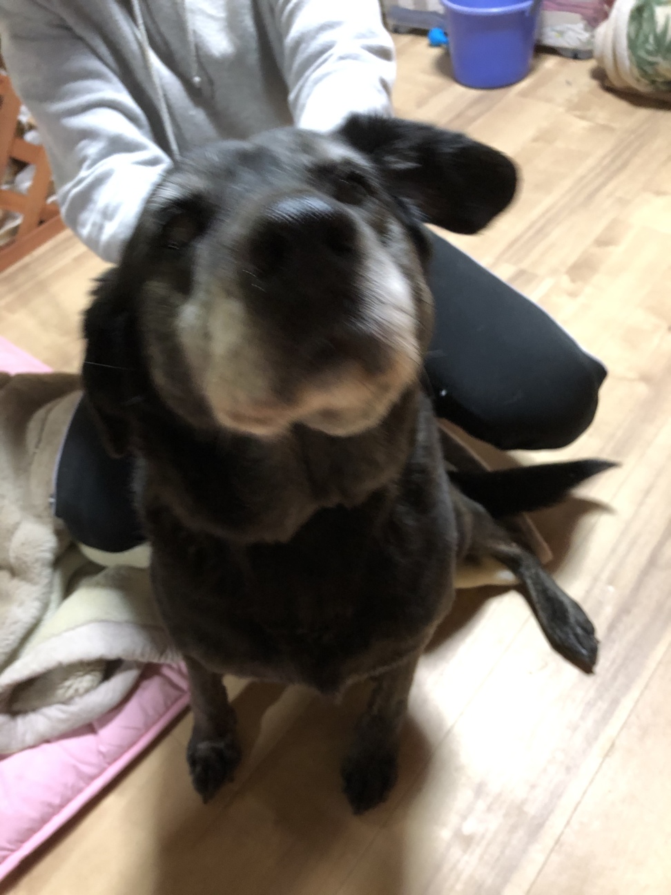 黒ラブラドールレトリバー 奈良県 犬の里親募集 ペットのおうち 月間利用者150万人