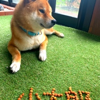 小太郎