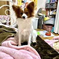 バニラ