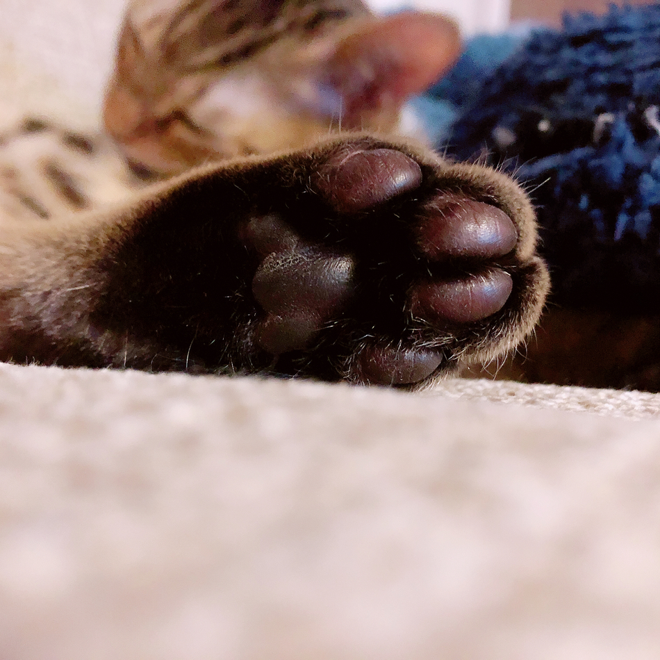 ソーダのカバー写真