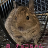弟　チョコちゃん