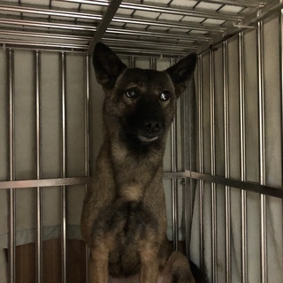 シャイだけど、健気に生きるやよいちゃん