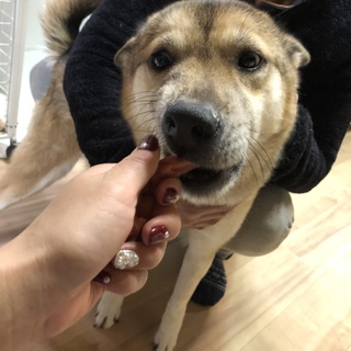 元気！活発！ハツラツ娘な、はなちゃん