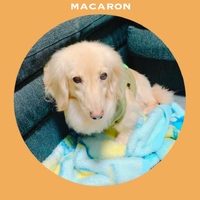 マカロン