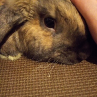 【保護うさぎ】去勢済み♂ テディ君、元気一杯